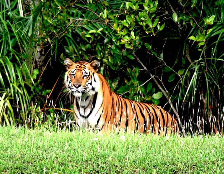 Sundarban tour