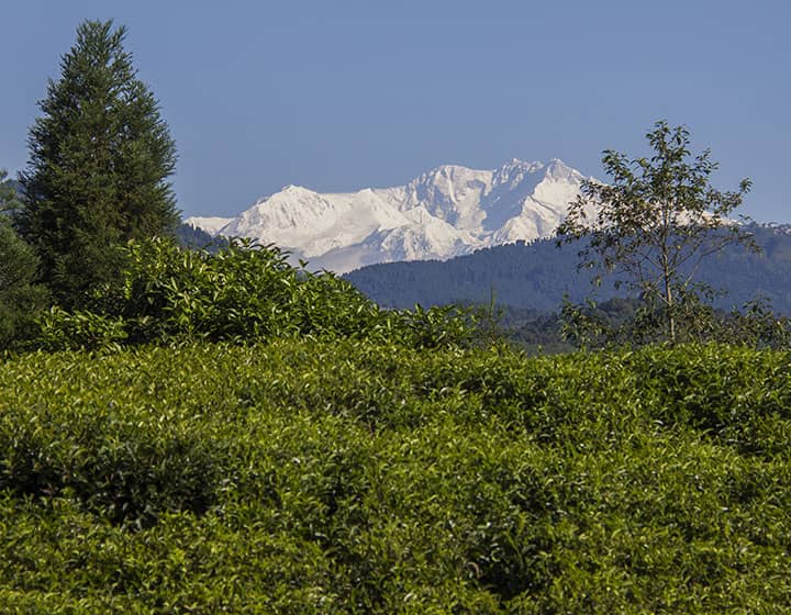 darjeeling tour