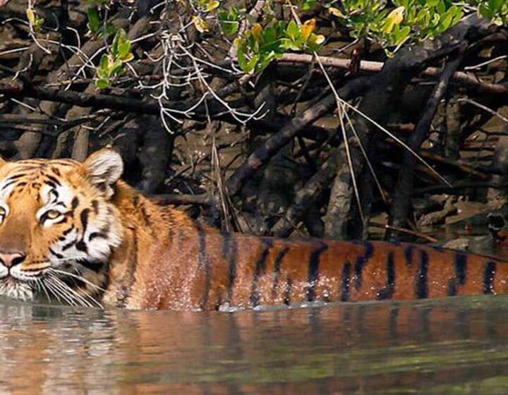 Sundarban tour package