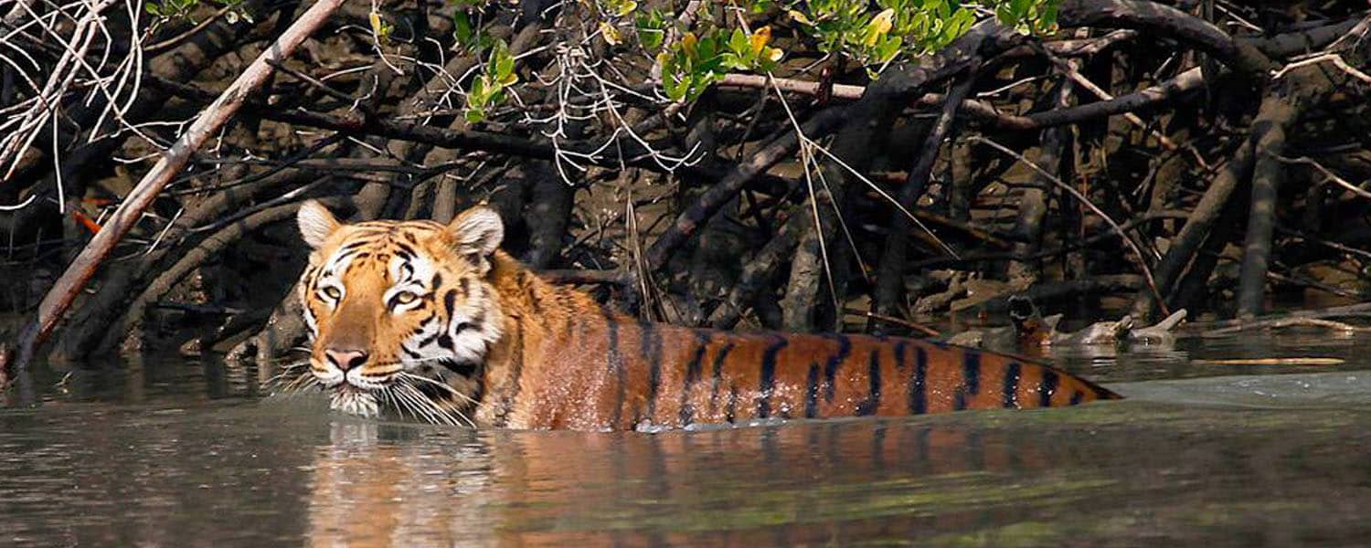 Sundarban tour package